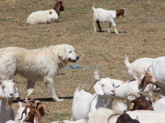 Maremma Pups
