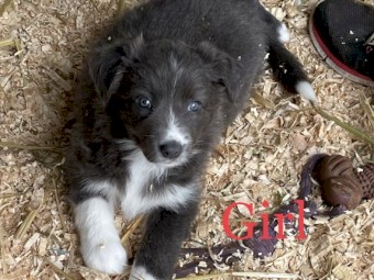 Border Collie pups