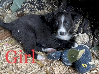 Border Collie pups