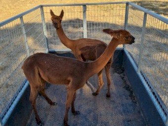 2 x Brown Alpaca Wethers ($550ea. Incl. GST)