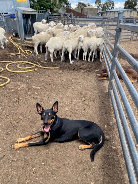 12 mo Purebred Kelpie Bitch 