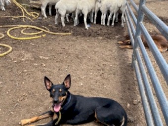 12 mo Purebred Kelpie Bitch 