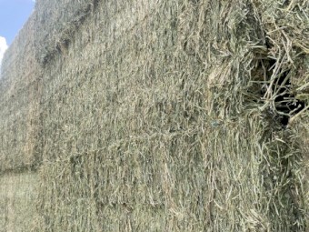 Lucerne Hay