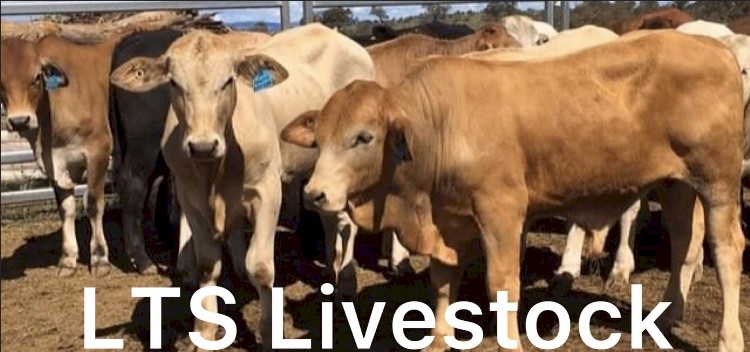 50 Charbray, Brahman x steers 