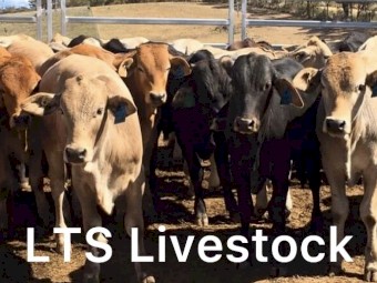 50 Charbray, Brahman x steers 