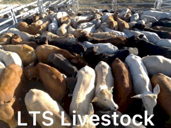 50 Charbray, Brahman x steers 