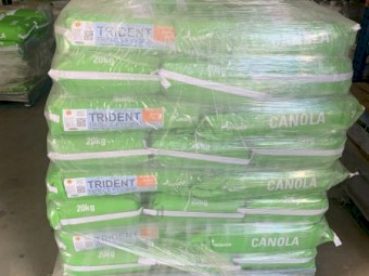 Nuseed HyTTec Trident Canola Seed 2023 stock