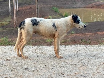 Pedigree Border Collie Puppies