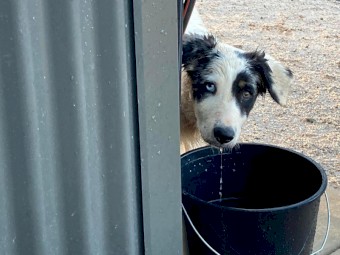 Pedigree Border Collie Puppies