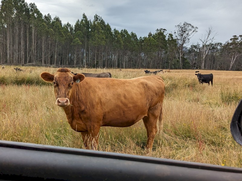 Cattle agistment wanted. Vic or Tas