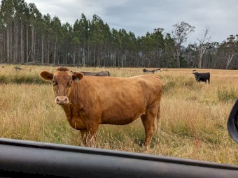 Cattle agistment wanted. Vic or Tas