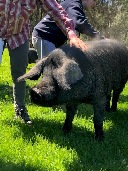 Bobby the Large Rare Black Pig