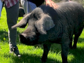 Bobby the Large Rare Black Pig