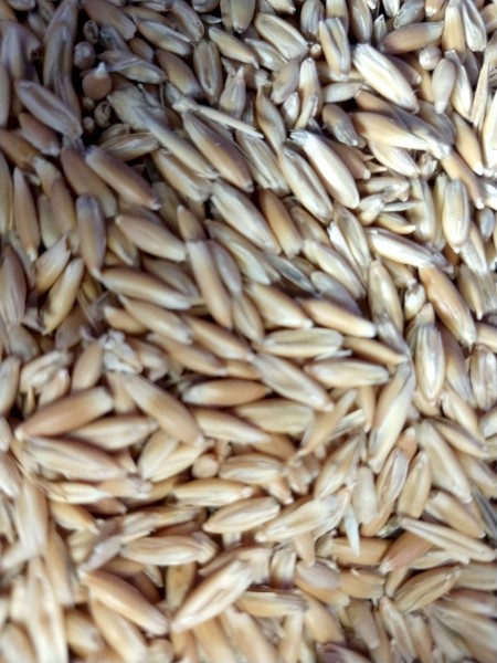 Oats and barley 20kg bags