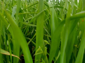 Oats and barley 20kg bags