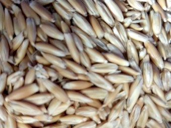 Oats and barley 20kg bags