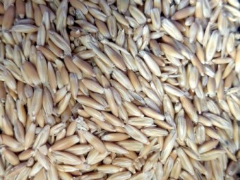 Oats and barley 20kg bags