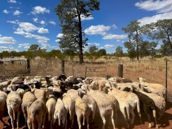 50 Dorper/ Meat Master ewes for sale or Can purchase smaller lots