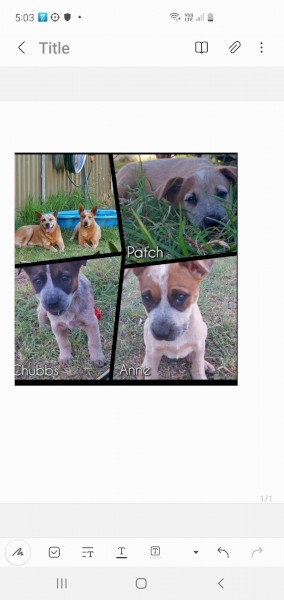 Red Cattledog Pups Purebred