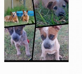 Red Cattledog Pups Purebred
