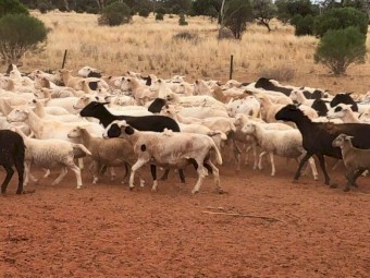 50 Dorper/ Meat Master ewes for sale or Can purchase smaller lots