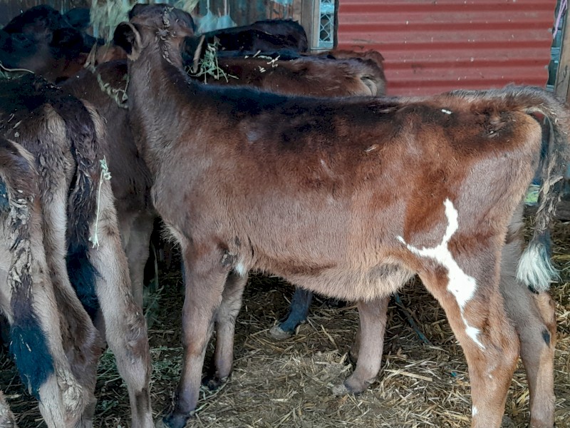 8 x weaned jersey x freisian heifers