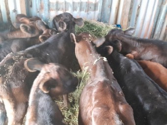 8 x weaned jersey x freisian heifers