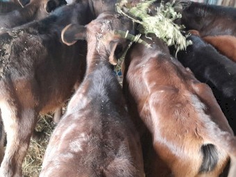 8 x weaned jersey x freisian heifers