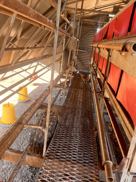 Leghorn Chicken Caravan 1000 Bird Capacity