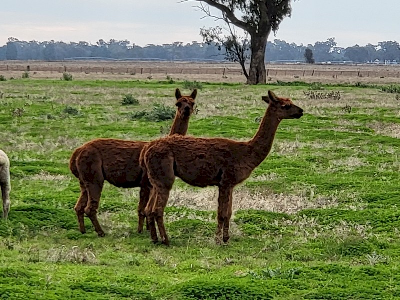 2 x Brown Alpaca Wethers ($550ea. Incl. GST)