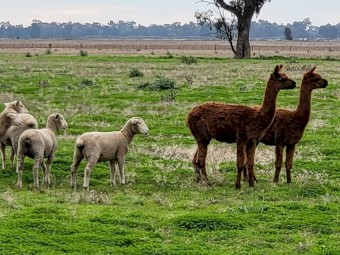 2 x Brown Alpaca Wethers ($550ea. Incl. GST)