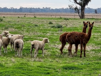 2 x Brown Alpaca Wethers ($550ea. Incl. GST)