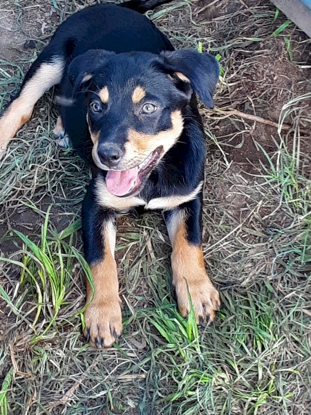 Kelpie pups for Sale | Farm Tender