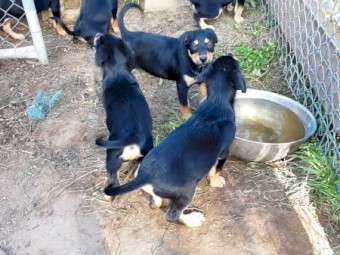 Kelpie pups for Sale 