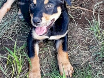 Kelpie pups for Sale 