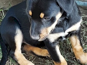 Kelpie pups for Sale 