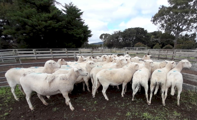 SIL Shedding Composite Ewes