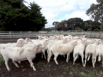 SIL Shedding Composite Ewes
