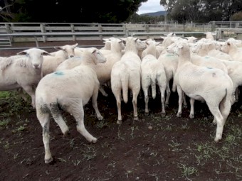 SIL Shedding Composite Ewes