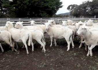 SIL Shedding Composite Ewes