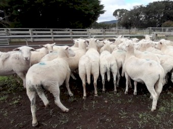 SIL Shedding Composite Ewes