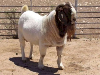 goats and sheeps for sale