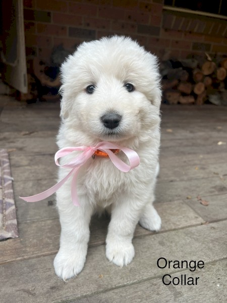 Purebred Maremma puppies