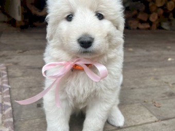 Purebred Maremma puppies