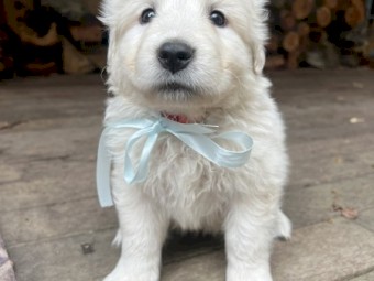 Purebred Maremma puppies