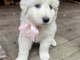 Purebred Maremma puppies
