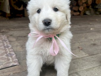 Purebred Maremma puppies