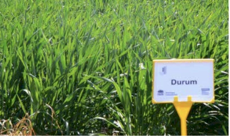 WANTED Duram Wheat Approximately 1-2 tonne
