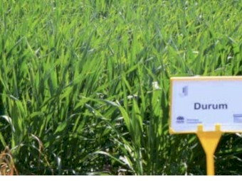WANTED Duram Wheat Approximately 1-2 tonne