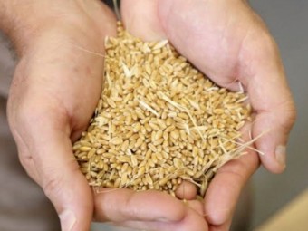 WANTED Duram Wheat Approximately 1-2 tonne